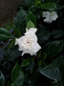 Gardenias in their full glory scream delicious perfection. The fake looking blossom appears perfect for plucking and popping in my mouth like a sugary handmade cake flower. But it is their scent that makes me feel like I am punch drunk on love.