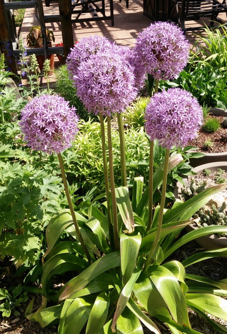 Allium | moorecort